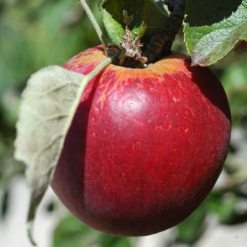 Malus d. 'Jonagold' Tige 08/10 Racine nue 