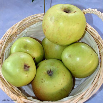 Malus d. 'Notarisappel' Demi-tige Racine nue 