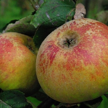 Malus d. 'Reinette de France'  Racine nue 