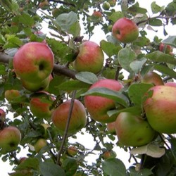 Malus d. 'Sterappel' ('r.r.etoilé/rote stern.) Tige 08/10 Racine nue 