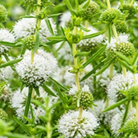 Mentha cervina 'Alba' (= preslia cerv. 'alba')  Mand ø18 