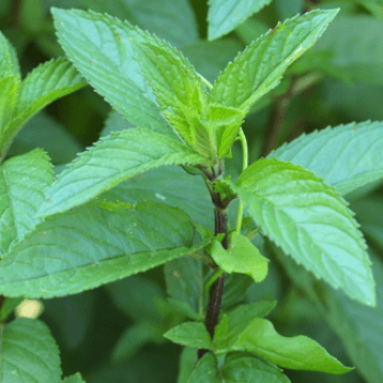 Mentha pip. 'Peppermint'  Pot 9 