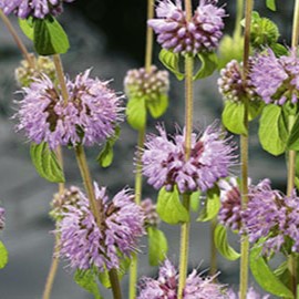 Mentha pulegium  Mand ø18 