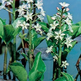 Menyanthes trifoliata  Mand ø18 