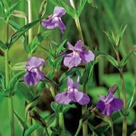 Mimulus ringens  Mand ø18 