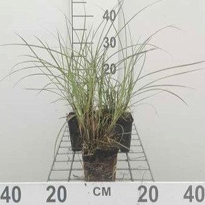 Miscanthus sin. 'Yaku Jima' (='yakush. dwarf')  CT 3 litres 