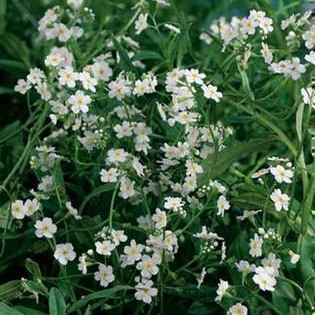 Myosotis pal. 'Ice Pearl' (= 'alba')  Pot 9 Aquatique 