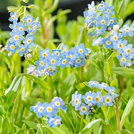 Myosotis palustris  Mand ø18 