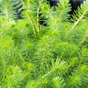 Myriophyllum crispata  Pot 11 