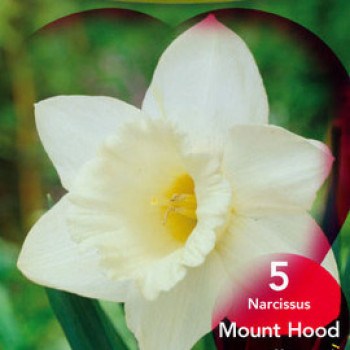 Narcissus hybr. 'Mount Hood'  Pot 9 