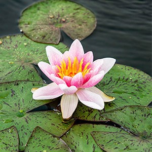 Nymphaea 'Laydekeri Lilacea'  CT 3 litres 