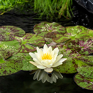 Nymphaea 'Marliacea Chromatella'  CT 3 litres 