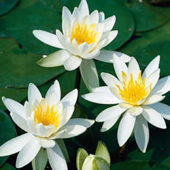 Nymphaea 'Odorata Alba'  Pot 11 