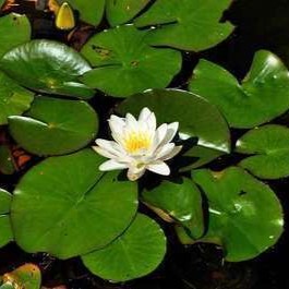 Nymphaea alba  CT 3 litres 