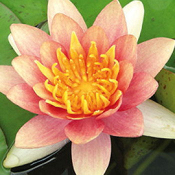 Nymphaea 'Aurora'  CT 3 litres 