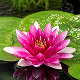 Nymphaea 'Escarboucle'  Pot 11 