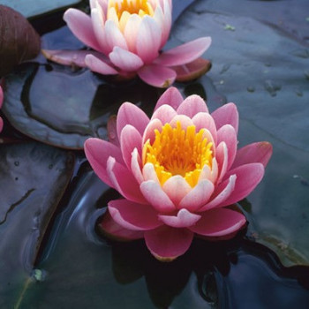 Nymphaea 'Fabiola'  Pot 11 