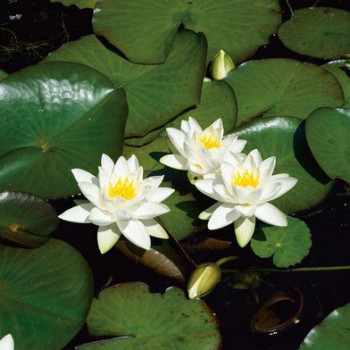 Nymphaea tetragona  CT 3 litres 