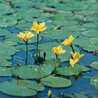 Nymphoides peltata (= villarsia nymph.)  Mand ø18 