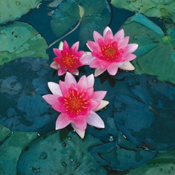 Nymphaea 'Pygmaea Rubra'  CT 3 litres 