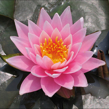 Nymphaea 'Rose Arey'  Pot 11 