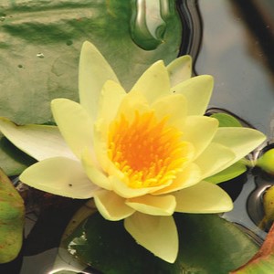 Nymphaea 'Yellow Sensation'  Pot 11 