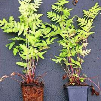 Osmunda reg. 'Purpurascens'  Pot 9 