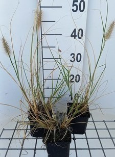 Pennisetum alop. 'Reborn'  Pot 9 