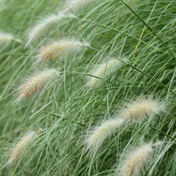 Pennisetum villosum  CT 3 litres 