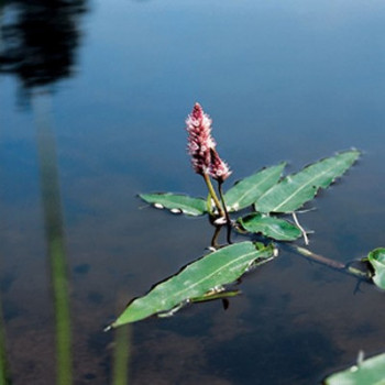 Persicaria amphibia (= polygonum amphibia)  Mand ø18 