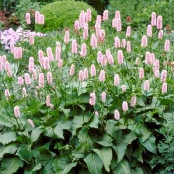 Persicaria bistorta (= polygonum bistorta)  Pot 9 Aquatique 