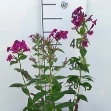 Phlox (p) 'Kirchenfürst'  Pot 9 