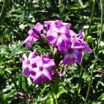 Phlox (p) 'Laura'  Pot 9 