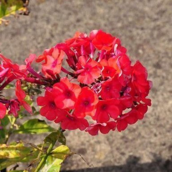 Phlox (p) 'Orange Perfection'  Pot 9 