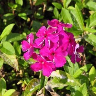 Phlox (p) 'Rijnstroom'  Pot 9 