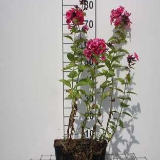 Phlox (p) 'Tenor'  Pot 9 