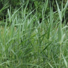 Phragmites australis  Mand ø18 