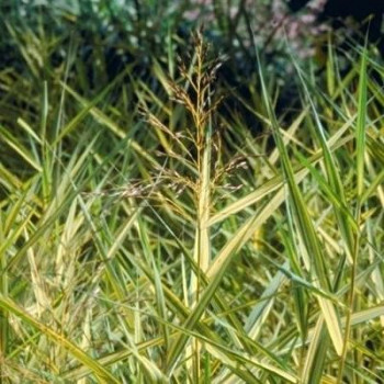 Phragmites austr. 'Variegatus'  Mand ø18 