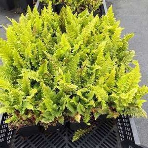 Polystichum set. 'Congestum'  Pot 9 