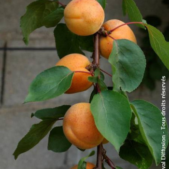 Prunus arm. 'Precoce de Saumur'  Racine nue 