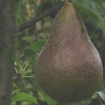 Pyrus comm. 'Durondeau'  Racine nue 