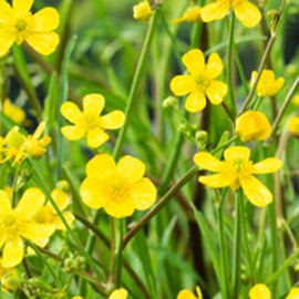 Ranunculus flammula  Mand ø18 