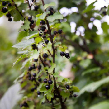 Ribes alpinum 0.30 à 0.50 m Racine nue 