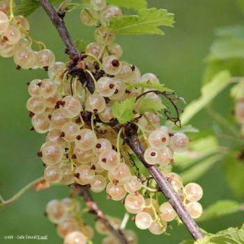 Ribes rubrum wit/blanc  Racine nue 