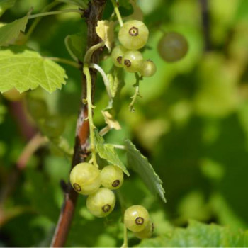 Ribes rubr. 'Witte Parel'  Cont. 