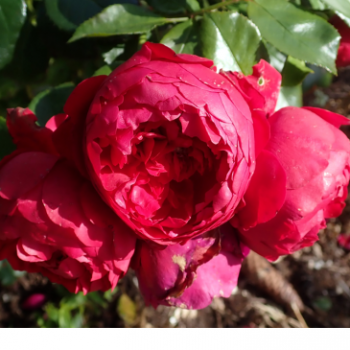 Rosa 'Florentina'® Grimpante Cont. 