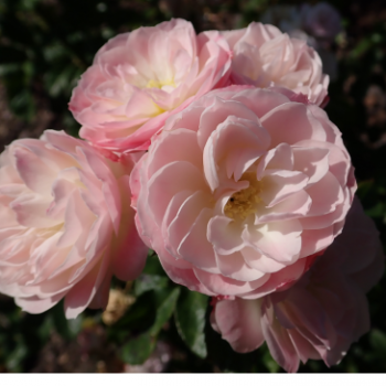 Rosa 'Bouquet Parfait'® (= 'lenfoba'®)  Cont. 