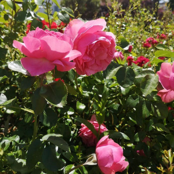 Rosa 'Gertrude Jekyll'® (david austin®)  Cont. 