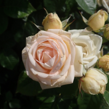 Rosa 'Madame Anisette'®  Cont. 