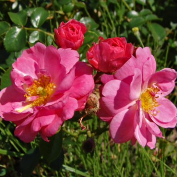 Rosa 'Magic Meidiland'® ( 'meibonrib'®)  CT 15 litres 